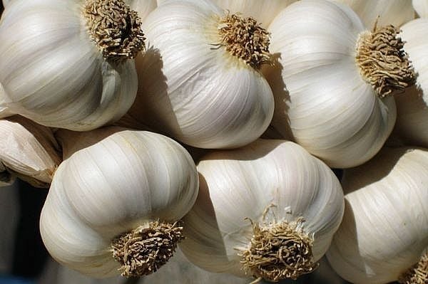 TAŞKÖPRÜ SARIMSAĞI 1000 GR - İRİ BOY